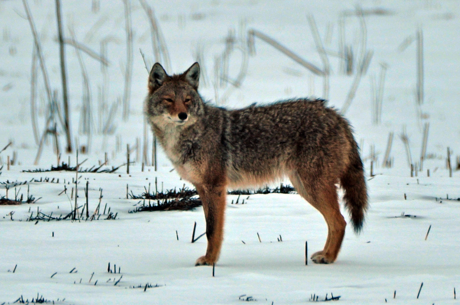 Things to do coyotes